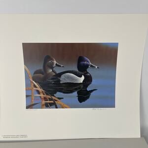 Pennsylvania Waterfowl Management Stamp Print Ring Necked Ducks 1999 #2235